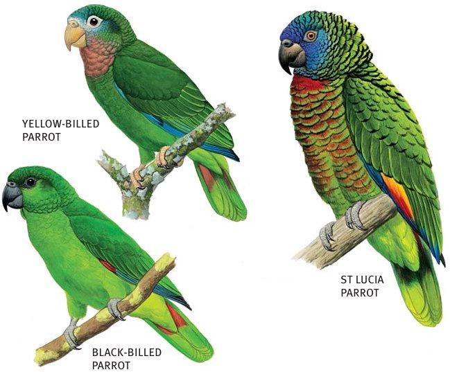 Psittaciformes: Parrots Shipunov (MSU)