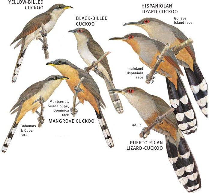Cuculiformes: Cuckoos Shipunov (MSU)