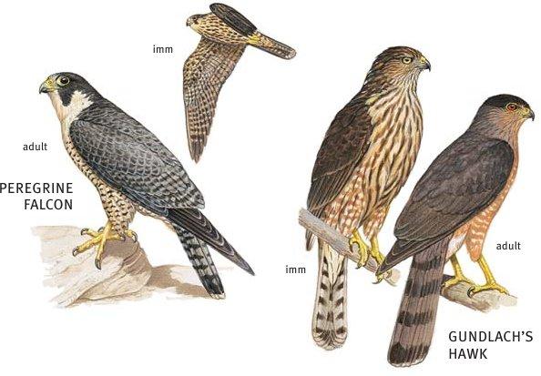 Falconiformes: Falcon and hawk Shipunov (MSU)