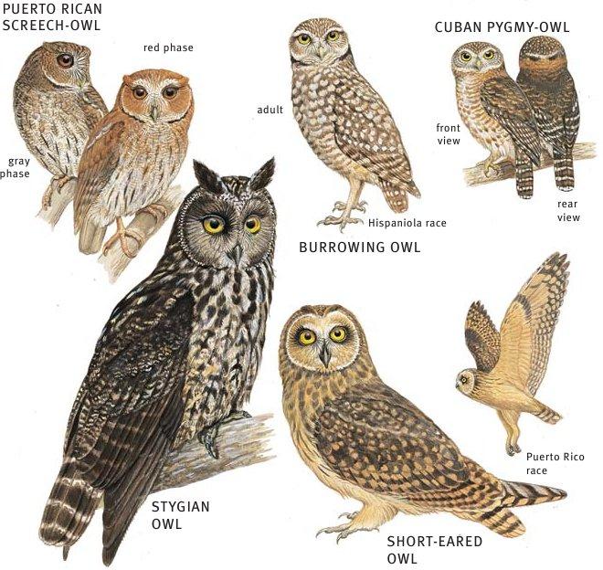 Strigiformes: Owls Shipunov (MSU)