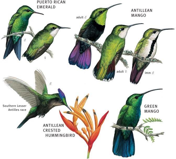 Apoditiformes: Hummingbirds Shipunov (MSU)