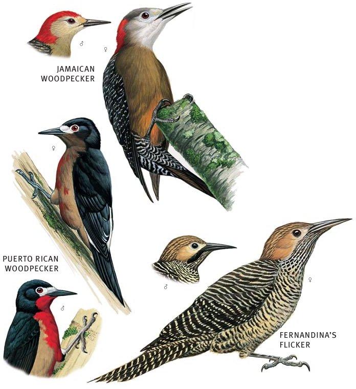 Piciformes: Woodpeckers Shipunov (MSU)