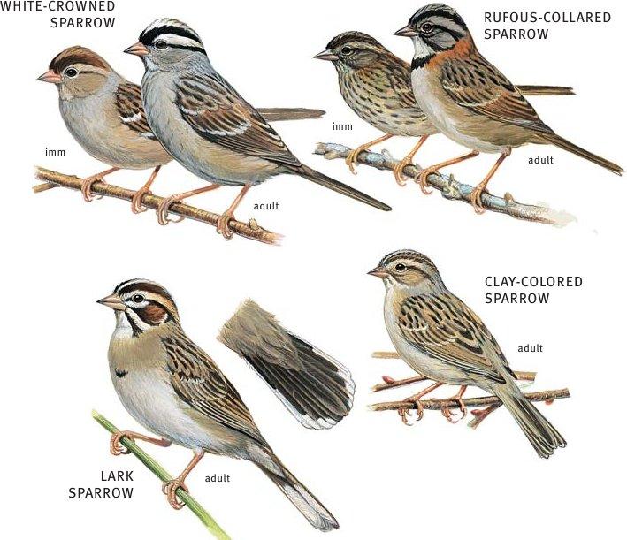 Passeriformes: Sparrows Shipunov (MSU)