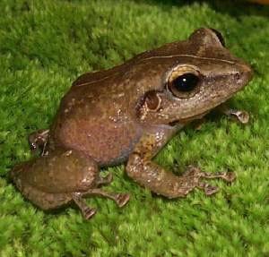 Reptiles and amphibians Overview Puerto Rican tree frog, coqui