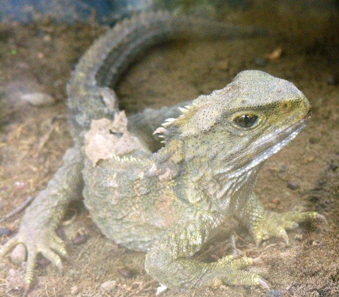 Reptiles and amphibians Overview New Zealand tuatara