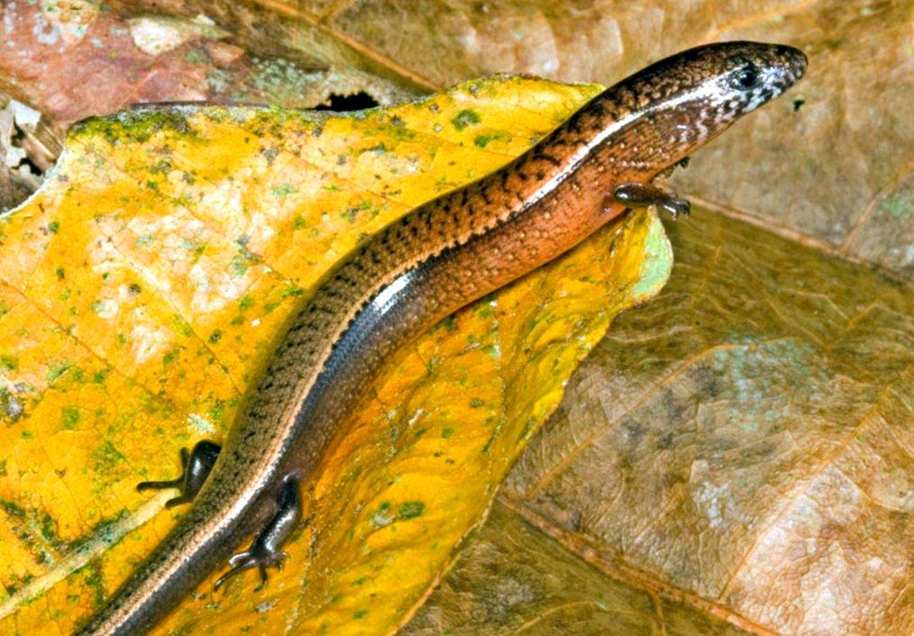 Reptiles and amphibians Overview Anguimorpha: Diploglossus
