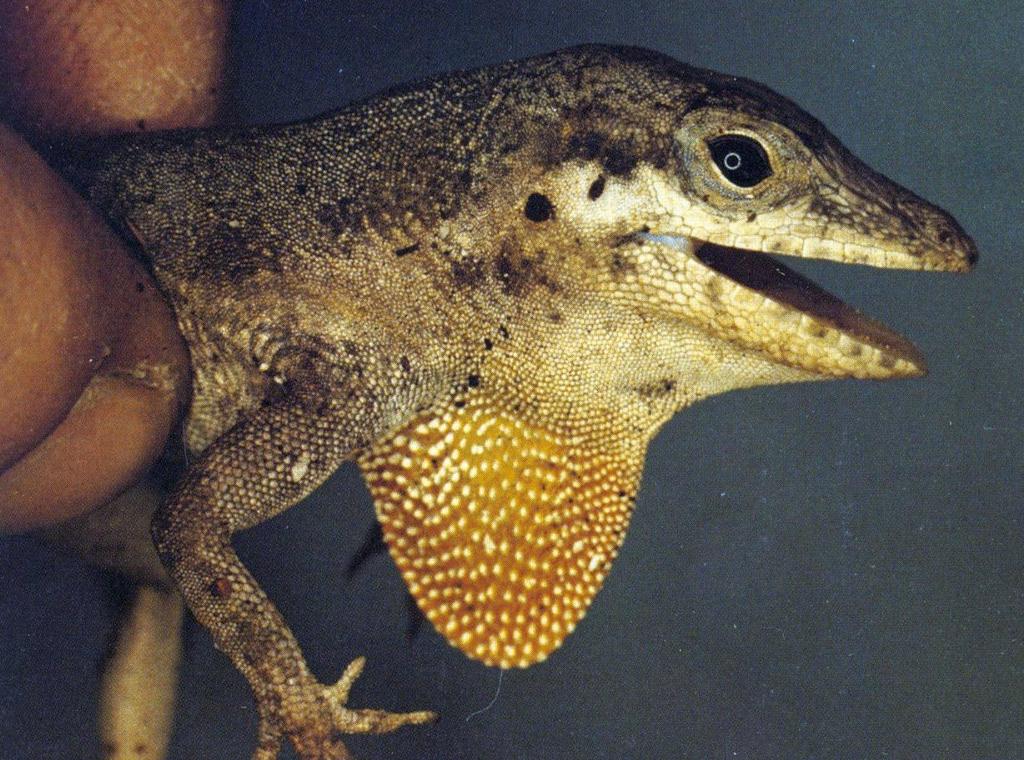 Reptiles and amphibians Overview Iguania: Anolis