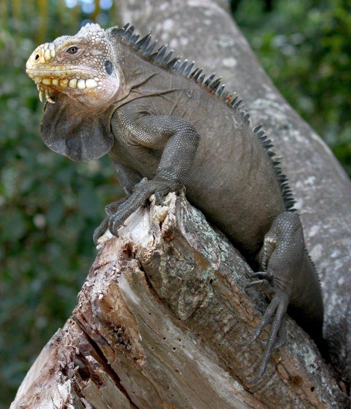 Reptiles and amphibians Overview Iguania: Iguana
