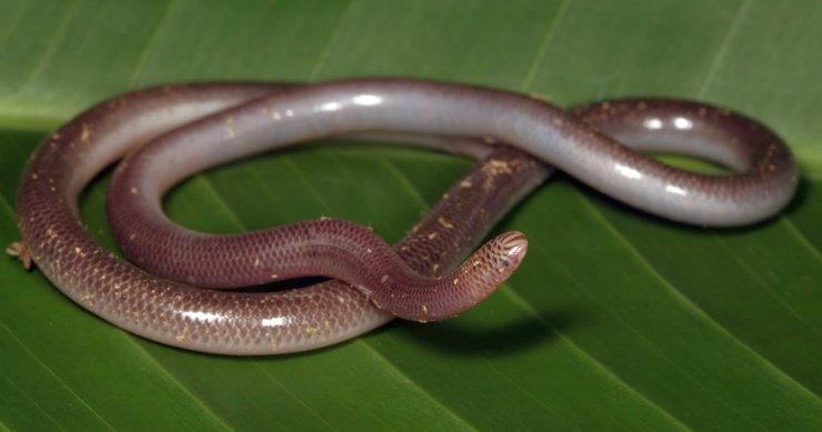 Reptiles and amphibians Overview Serpentes: Typhlops
