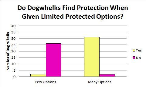 Figure 2b: Shows that the majority of Dog Whelks recovered from locations 1+2 did not find protected areas when there were fewer protected options available and that the majority of Dog Whelks