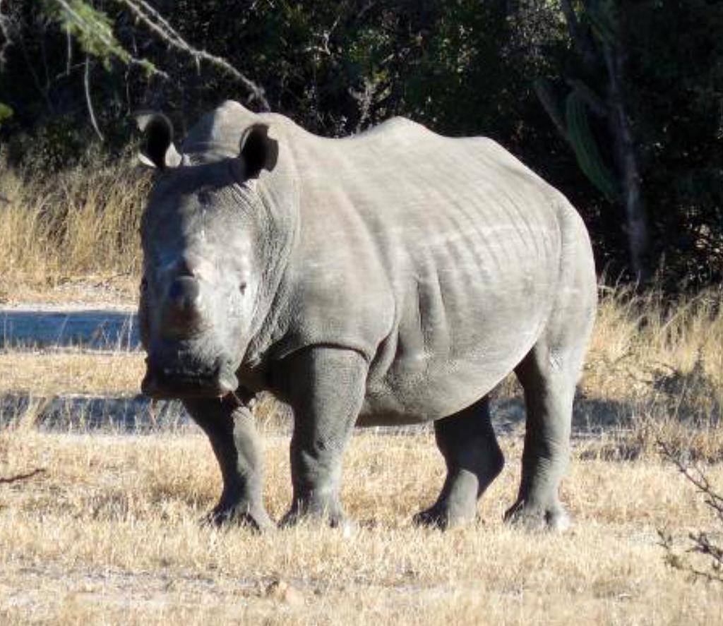 at a distance of a mere 16 m (50 ft; Fig. 20). The park also supports the highest concentrations of both Black (Diceros bicornis) and White Rhinoceros (Ceratotherium simum; Fig. 21) in Zimbabwe.