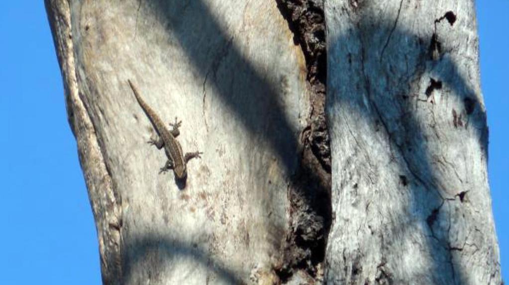 We encountered Dwarf Geckos (genus Lygodactylus) in many places during our trip, usually near human habitation.