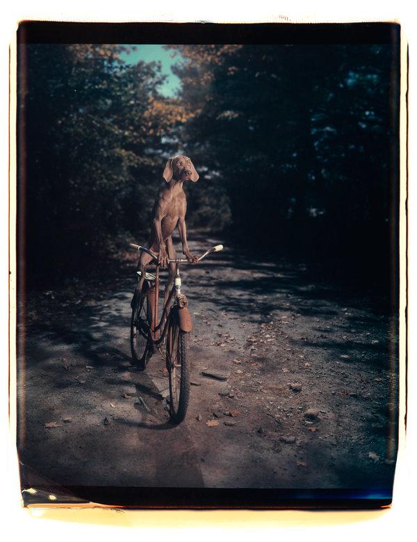 Uphill, 1990. 2017 William Wegman That s with my dog Batty and she s riding a bike. And how did I do that? If you look really closely, you will see a kickstand.