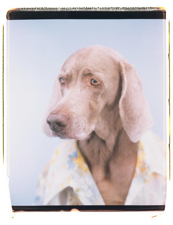 Whisper, 1998. 2017 William Wegman There was a moment when I was dressing dogs up as various characters, and a lot of that had to do with the vertical nature of the Polaroid camera.