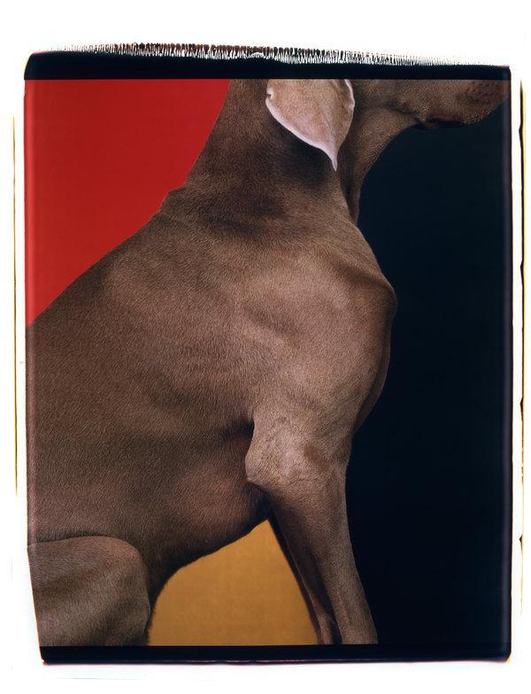 Léger, 1998. 2017 William Wegman It looked a little bit like a Léger, in terms of colors, that s why I titled it that.