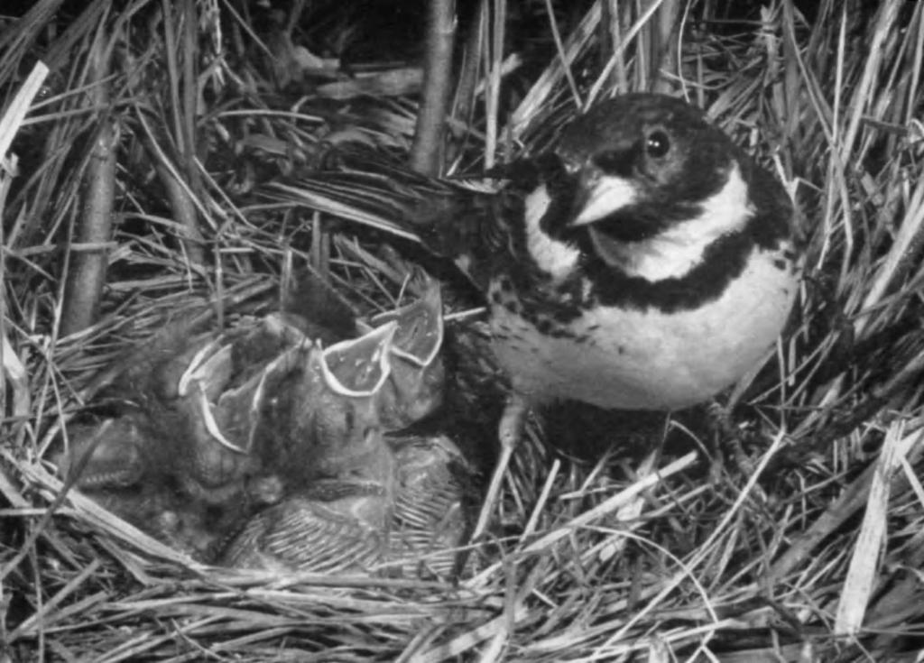 PLATE 25 MALE YELLOW-BREASTED BUNTING (Emberiza aureola) AT NEST: KEMPELE, FINLAND, O.