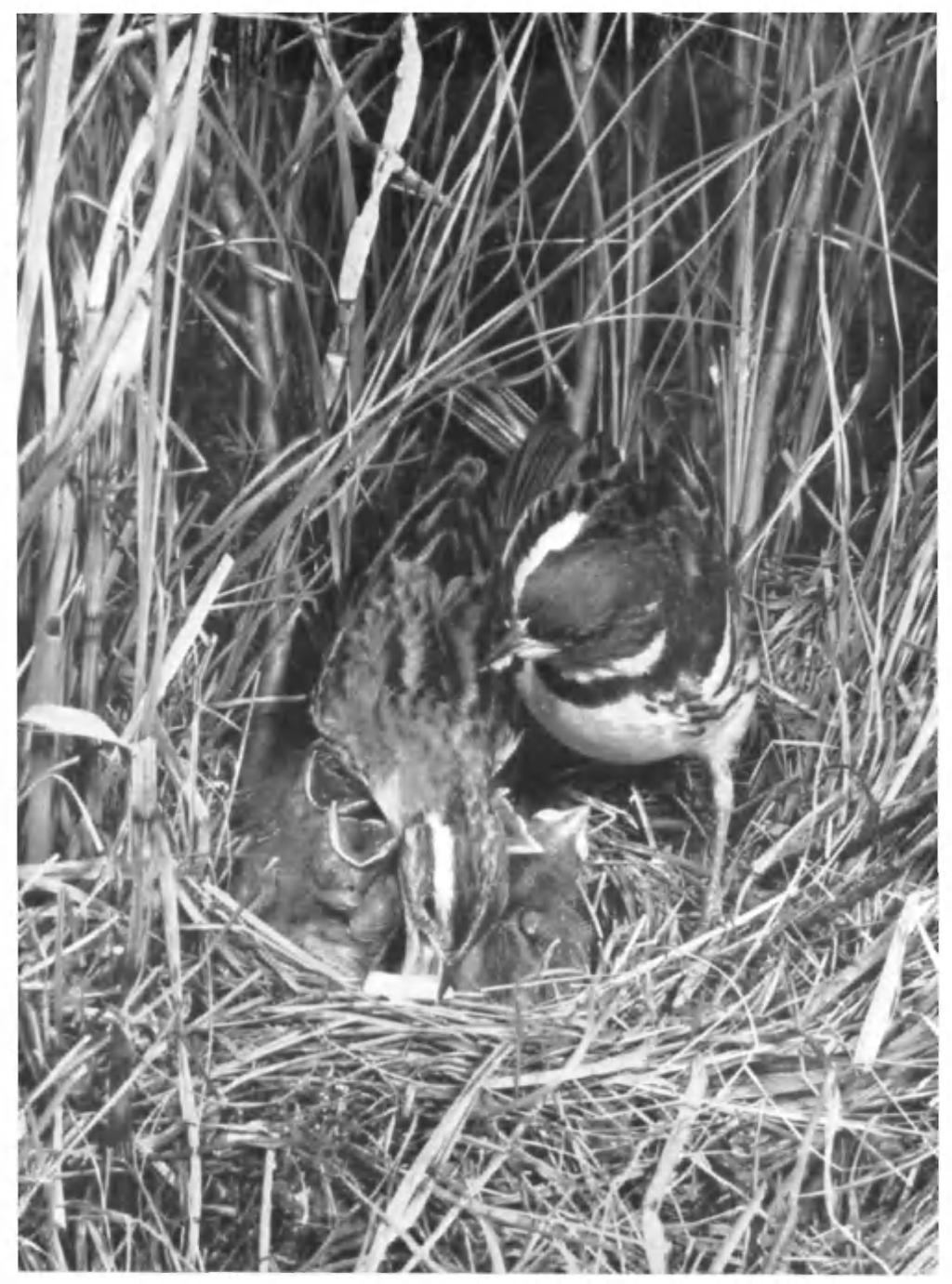PLATE 30 PAIR OF YELLOW-BREASTED BUNTINGS (Emberiza aureola): FINLAND, JULY 1958 Both sexes feed the young and here the female is about to remove a faecal sac: these may be swallowed or taken away.