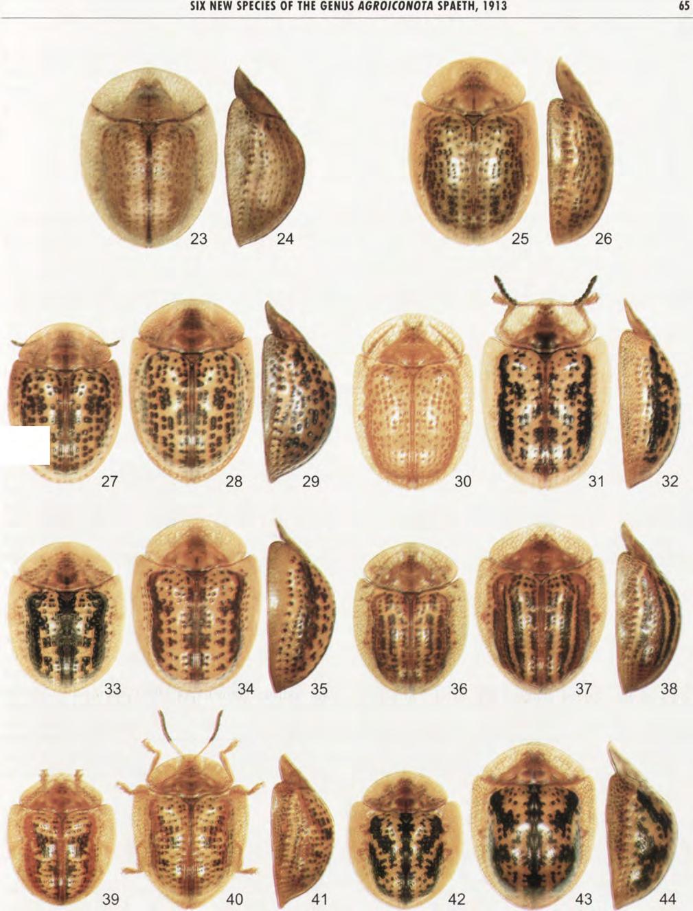 SIX NEW SPECIES OF THE GENUS A G R O I C O N O T A SPAETH, 1913 Figures 23-44. Agroiconota paraguayana: (23) male, (24) profile; A.