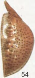 punctipennis: (52) male, (53)