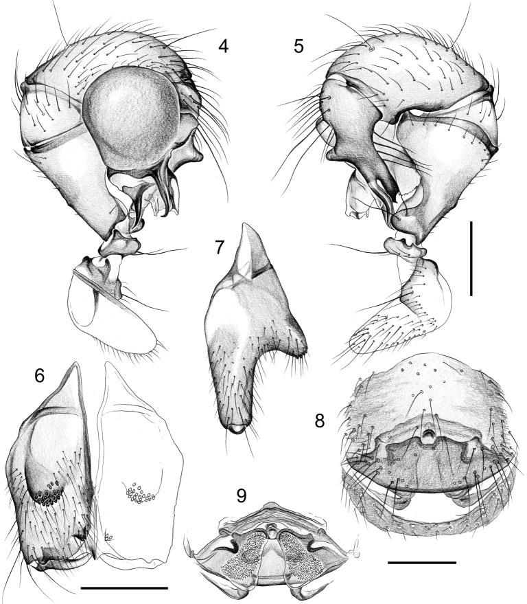 Carapoia in Brazil s Atlantic forest Invertebrate Systematics 545 simple, femur with prominent retrolateral projection proximally, widened distally, with small dorsal projection and distinct