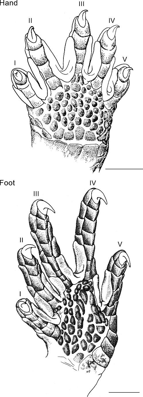 358 C. D. SILER ET AL. FIG. 3. Illustration of hand and foot of a subadult male of Brachymeles bicolor (USNM 498831). Digits labeled with roman numerals. Scale bars 5 1 mm. Illustrations by RIC.