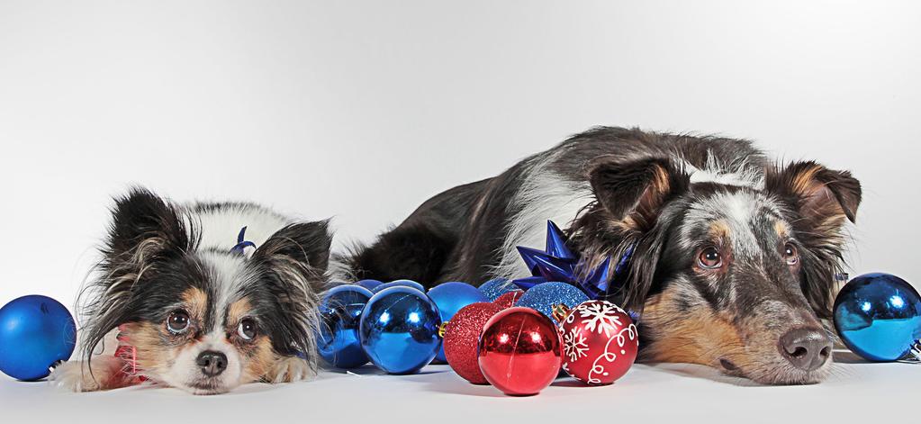 Feature Have yourself a merry little Christmas Christmas is just around the corner and the festive period provides many exciting opportunities for our pets decorations to play with, wrapping paper to