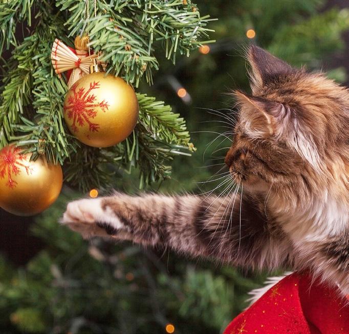Christmas decorations A fir or pine Christmas tree looks lovely in the house. But they can be troublesome for pets.