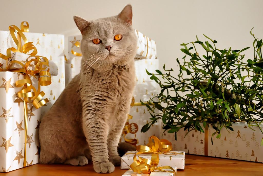Feature much fat. This condition can have long-lasting effects and can make them very ill. Festive plants Poinsettias, mistletoe and holly look great at Christmas, however they are dangerous for pets.