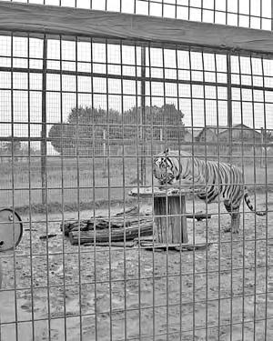 APPENDIX V: Case Study North Carolina API s investigation into the private ownership of exotic animals and roadside zoos and menageries in North Carolina revealed the appalling conditions in which