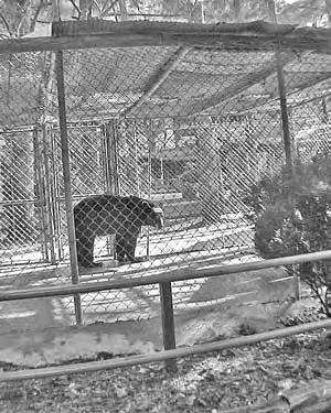 behavior, pacing inside their pens. On the day of API s visit, it was raining. One pen containing three tigers was very wet and muddy.