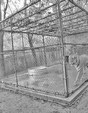 Another leopard was kept in a very small, barren pen under the porch of an on-site private residence.