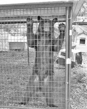 Case Study Ohio API s investigation into the private ownership of exotic animals and roadside zoos and menageries in Ohio revealed the appalling conditions in which some of these animals were kept as