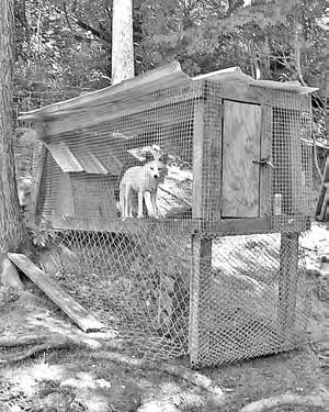 A cougar housed on his own had a dilapidated wooden hut, made of pallets, as his source of shelter. Nearby, two Arctic foxes were kept in an inadequate, small, wire-constructed pen with a wire floor.