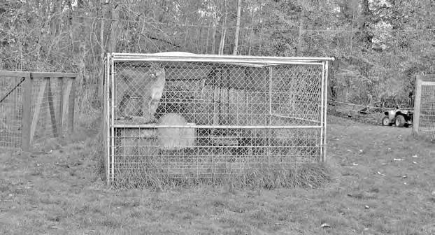 space and enrichment. Three narrow pens, each housing one cougar, ran right through the wall of the house into the living room. Gates (without locks) opened out into the living room.