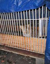exotic animals not completely excluded from all contact with rabies vectors can become infected. This means that animals kept outside in cages can be infected by wild animals in the area.