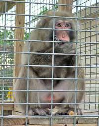 the facility owners and others. Misguided Owners and Inappropriate Treatment of Exotic Animals Many exotic animal owners purchase their pets on a whim with no prior knowledge of the species.