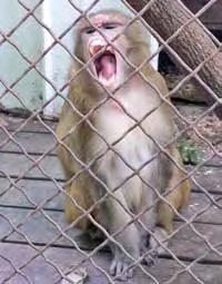 L Investigation Results: Private Owner A in North Carolina stated the following about removing the teeth from her monkeys: Mine don t have their teeth, no. I hate that we did it. I really do.