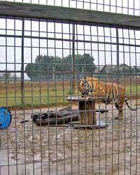 The adult large cats lived in enclosures with either earthen or concrete floors.