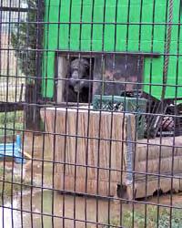 Three tigers were kept in a small pen with an earthen floor. A small indoor area also had an earthen floor. On the day API s investigators visited, it was raining.