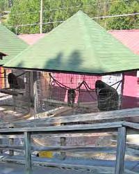 The bears showed stereotypical behavior, pacing inside their pen. (See Fig. 19) The Cherokee Bear Zoo in North Carolina contained a number of bears, primates, and tigers.