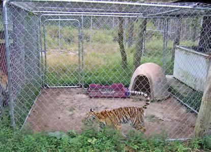 small plastic shelter and a water container. Otherwise, the pen was barren. There was no enrichment and no branches or trees for the tiger to scratch.