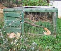 (Faircloth Zoo, NC) There were a number of larger enclosures with grassed areas that housed bears, lions, and at least one tiger.