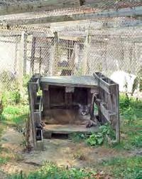 animal enclosures were poorly constructed and maintained. Some of the animals were kept in what can only be described as appalling conditions. This site was open to the public and gave school tours.