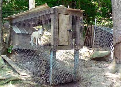 (See photo below) FIG. 28: This cougar s shelter was totally inadequate, consisting of five wooden pallets. (Hope s Heaven Sent Zoo & Etc.
