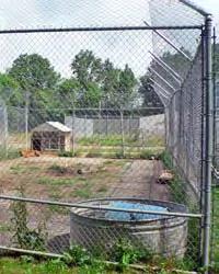 (Noah s Lost Ark, OH) One tiger was kept on his own inside a fenced-in pole barn. There was no outside area. (See photo above).