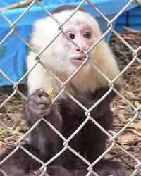 (Private owner, Washington) People get them as babies and they think, well it s going to love and hug me and it s going to kill you later. That s what s going to happen.