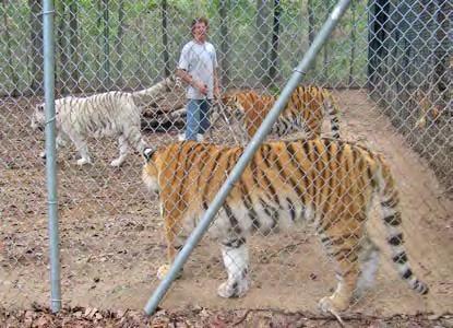 41) At Charlotte Metro Zoo in North Carolina, the owner of the facility was bitten by a tiger while he was in a pen containing several tigers.