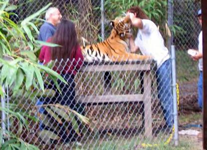 The owner then walked the tiger, holding only the collar, back into his enclosure. (See photo below & Figs.