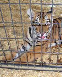 L Investigation Results: Despite acknowledging the potential dangers that tiger cubs and monkeys pose to the public, the owner of Charlotte Metro Zoo in North Carolina regularly allowed visitors to