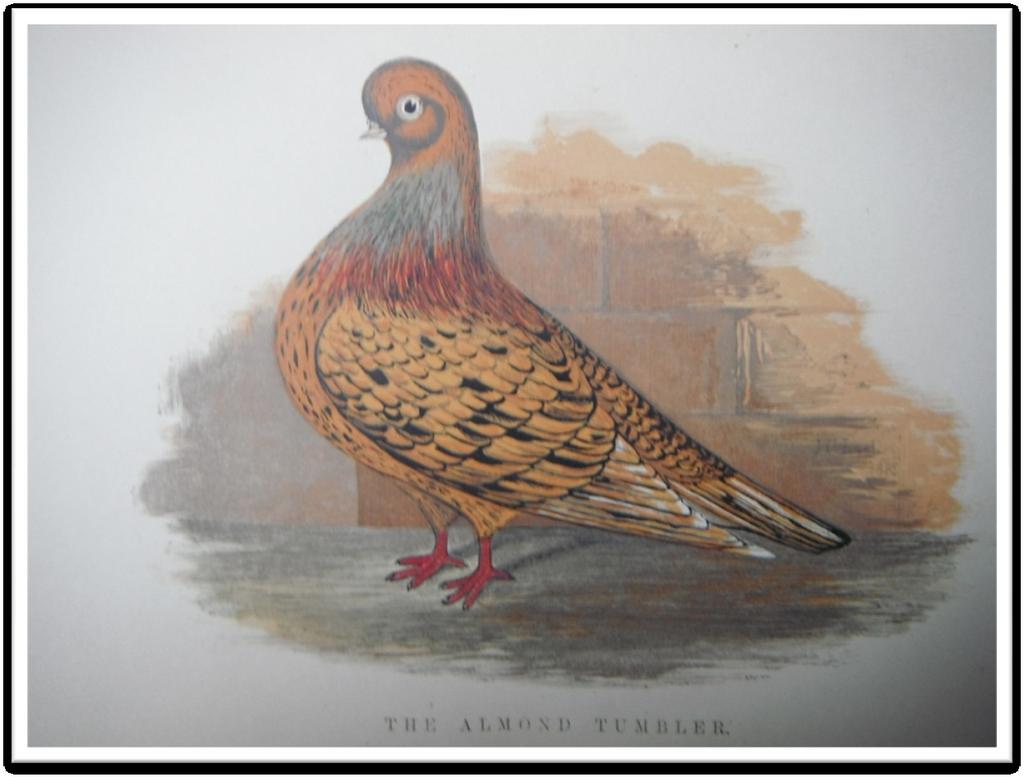 Above, is a lithograph painted by J.C. Lyell of England in the mid 1800's. The "Tri-colour" then was considered to be Yellow, red, and black.